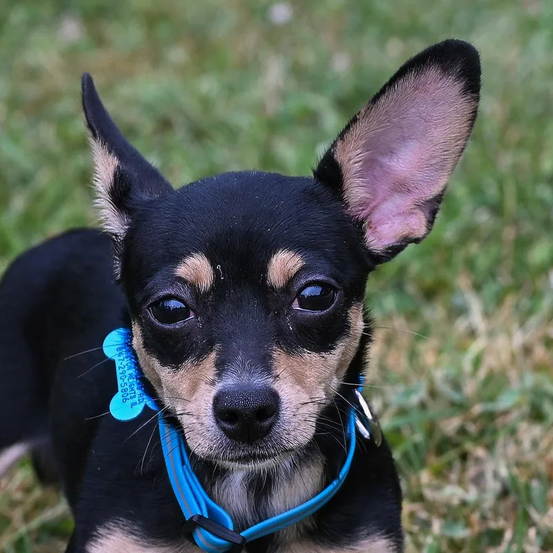 A young small-sized female Chihuahua dog named Mina for adoption in Arlington Heights, IL