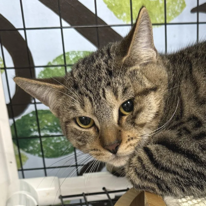 A young medium-sized male Brown / Chocolate Domestic Short Hair cat named Kentucky for adoption in Miami, FL