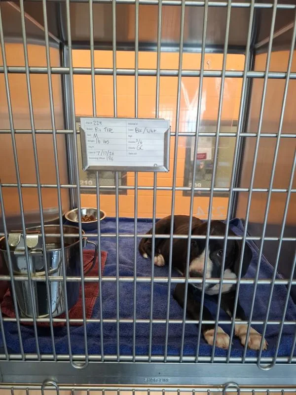 A baby small-sized male Pit Bull Terrier dog named Pen Finch for adoption in Lawrenceville, GA
