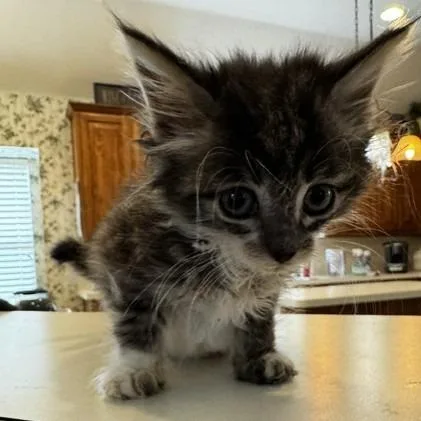 A baby small-sized female Gray / Blue / Silver Domestic Medium Hair cat named Practical for adoption in Prosper, TX