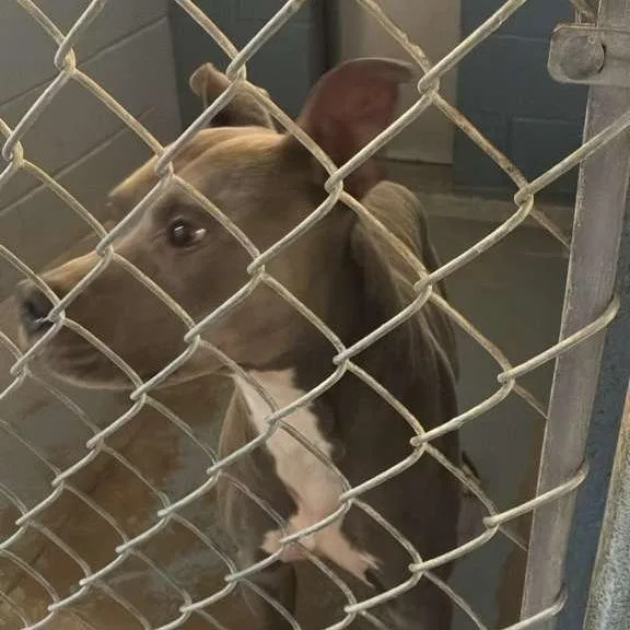 An adult medium-sized male Gray / Blue / Silver Mixed Breed dog named Blue for adoption in Gadsden, AL
