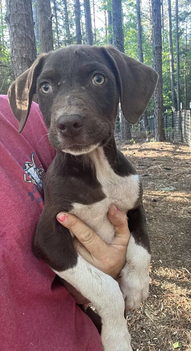 A baby medium-sized male White / Cream German Shorthaired Pointer dog named Remi for adoption in Rock Hill, SC