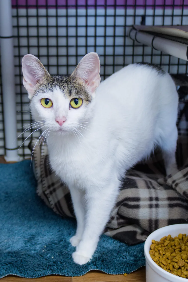 Purrsilla thumbnail 6