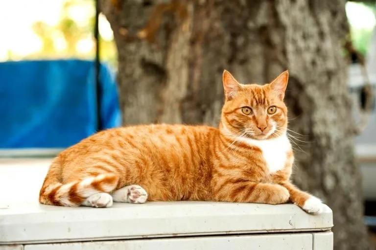 Tabby  Example