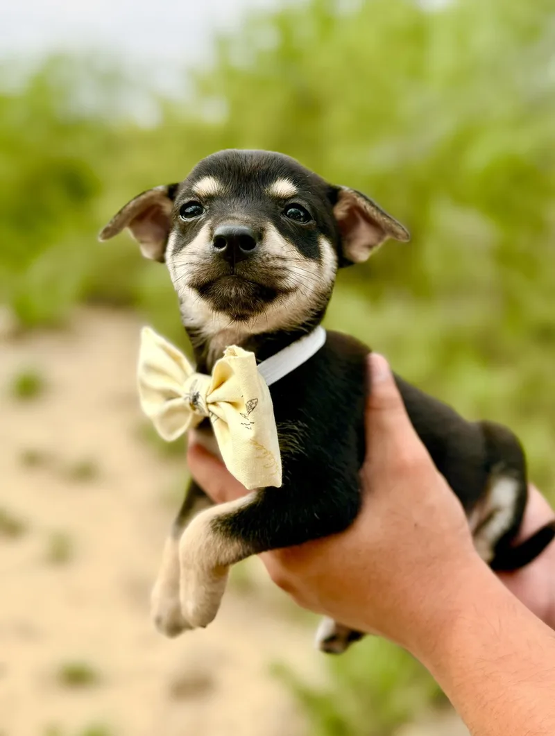A baby small-sized male Chihuahua dog named Simon for adoption in Media, PA
