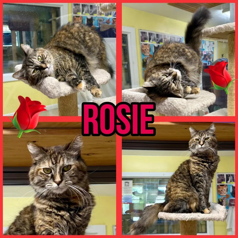 An adult medium-sized female Domestic Long Hair cat named Rosie for adoption in Springfield, VT
