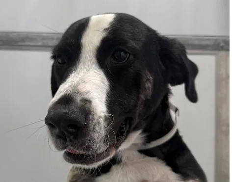 A young large-sized male Tricolor (Brown, Black, & White) Plott Hound dog named Bosun for adoption in San Clemente, CA