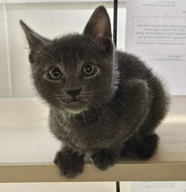 A baby small-sized male Domestic Short Hair cat named Mandala for adoption in Oakland, CA