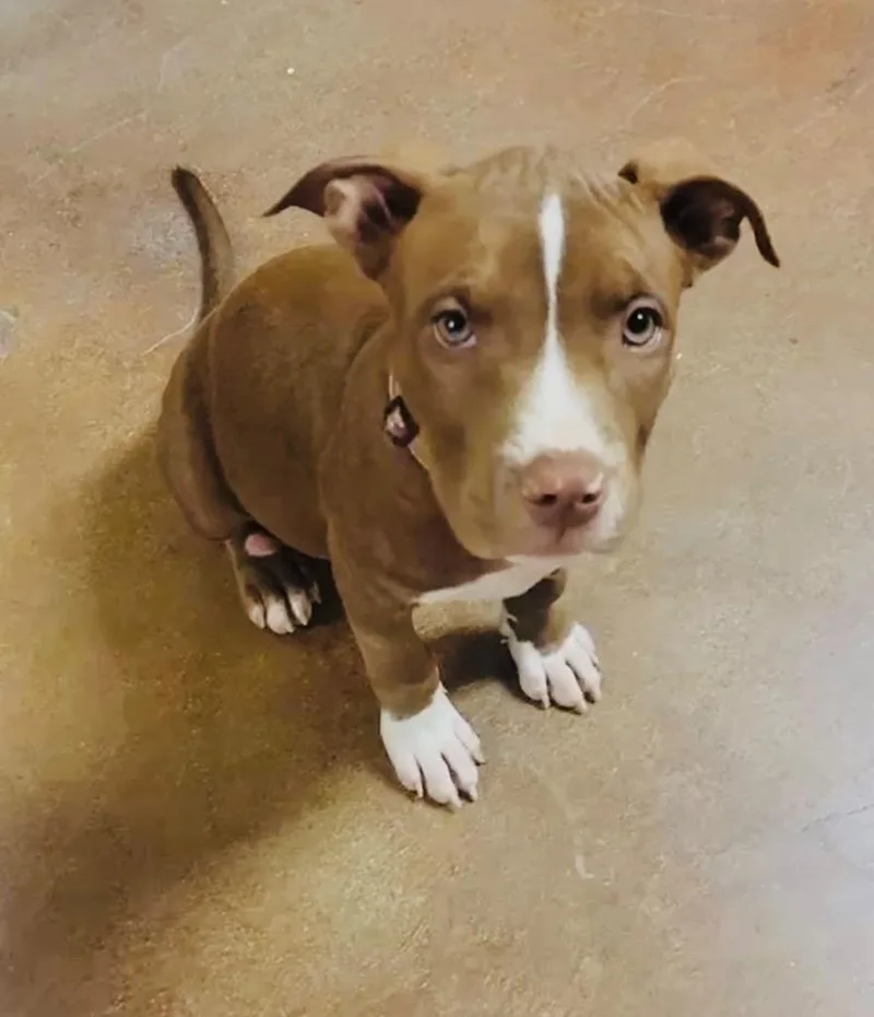 A young large-sized female Pit Bull Terrier dog named Nova for adoption in Claremore, OK