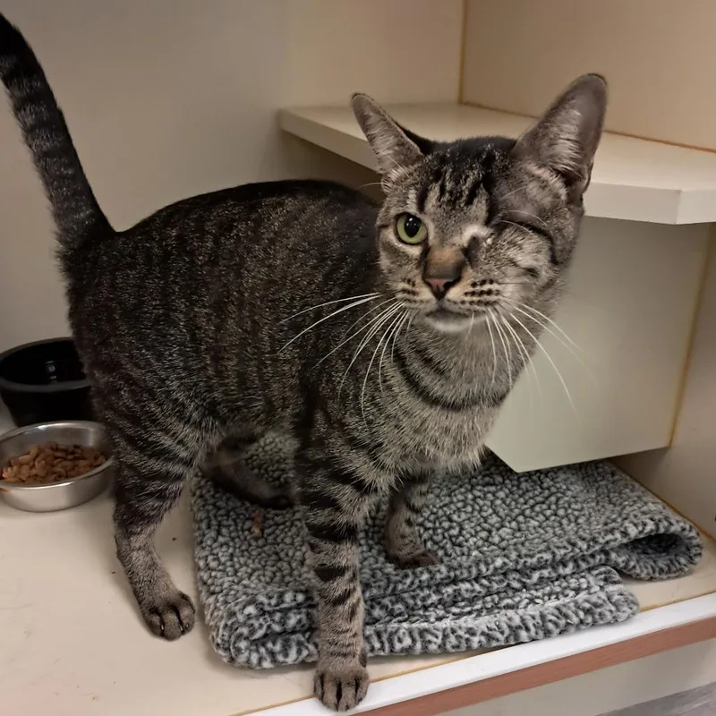 An adult medium-sized female Brown / Chocolate Domestic Short Hair cat named Tiger for adoption in Concord, NH