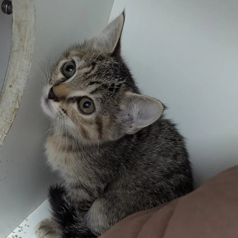A baby small-sized female Torbie Domestic Short Hair cat named Lilly for adoption in Jeffersonville, IN