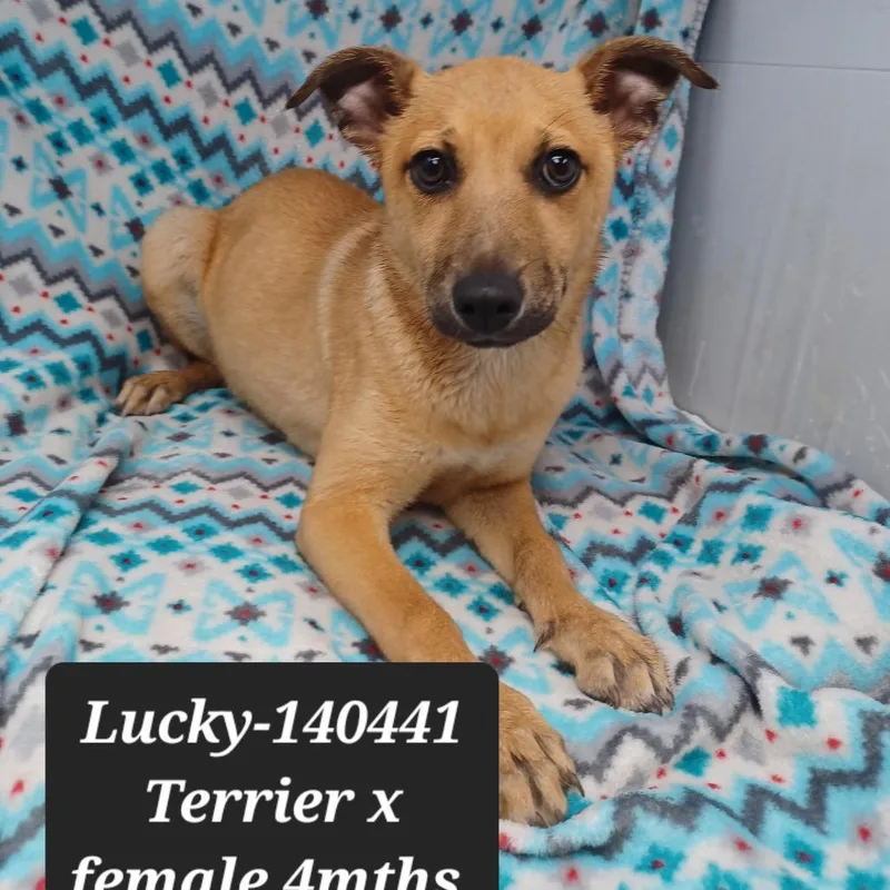 A baby small-sized female Chihuahua dog named Lucky for adoption in New Tazewell, TN