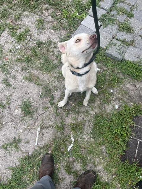 A young medium-sized male Mixed Breed dog named Pablo for adoption in Palmetto, FL