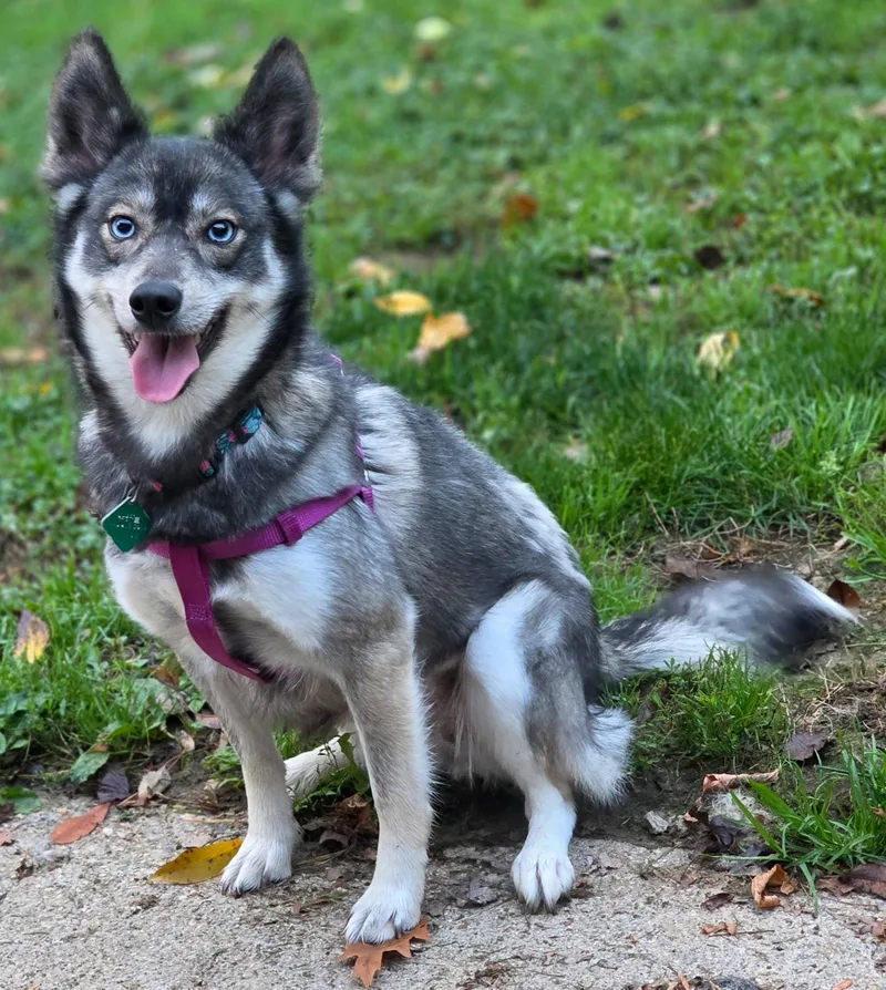 An adult medium-sized female Husky dog named Lucy for adoption in Oxford, MI