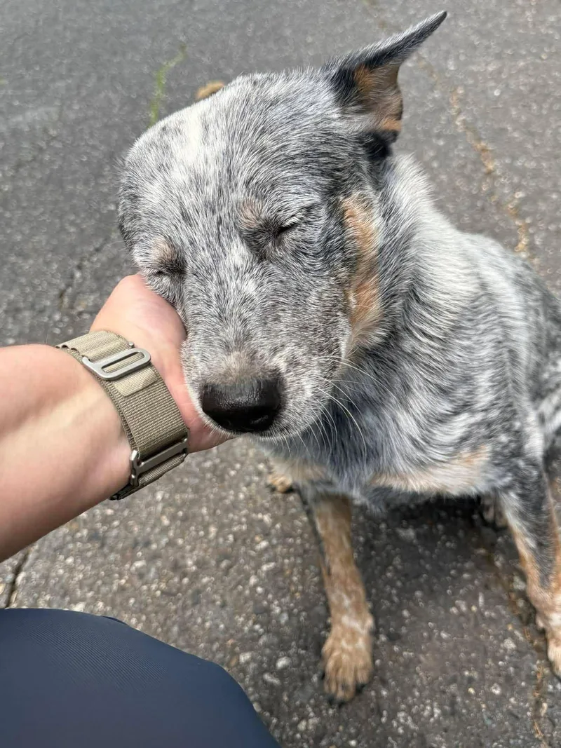 A young medium-sized male Australian Cattle Dog / Blue Heeler dog named West for adoption in Bradenton, FL