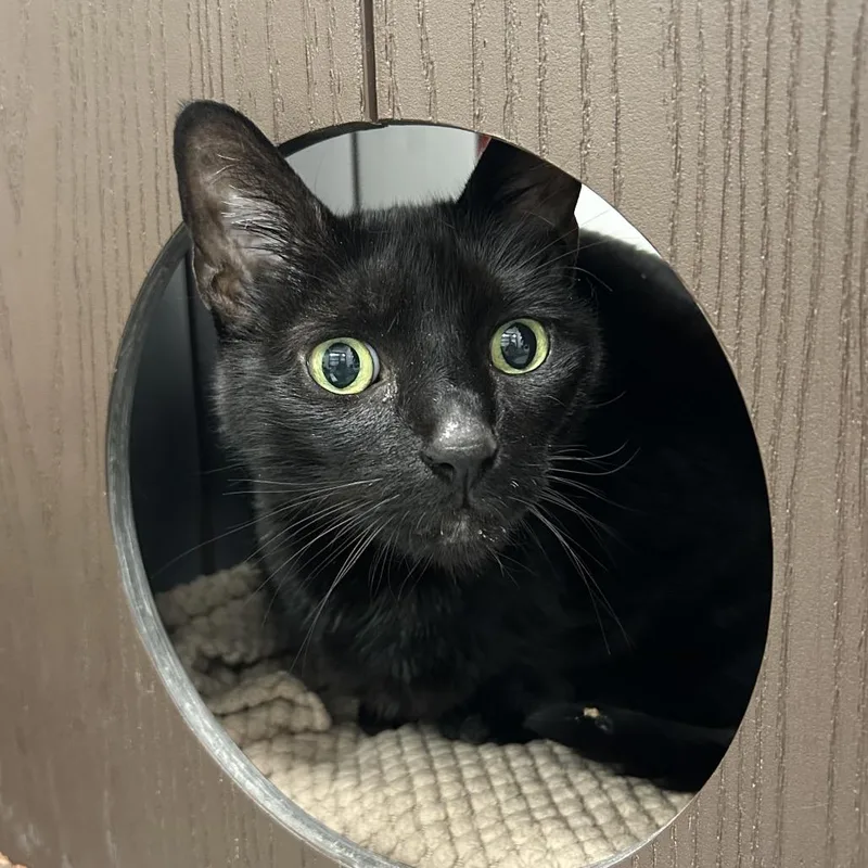 A senior extra large-sized female Black Domestic Short Hair cat named Marisa for adoption in West Palm Beach, FL