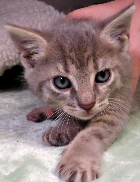 A baby medium-sized female Tabby (Gray / Blue / Silver) Domestic Short Hair cat named Lexa for adoption in Lexington, VA