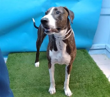 A young small-sized male Great Dane dog named Diesel for adoption in Gardena, CA