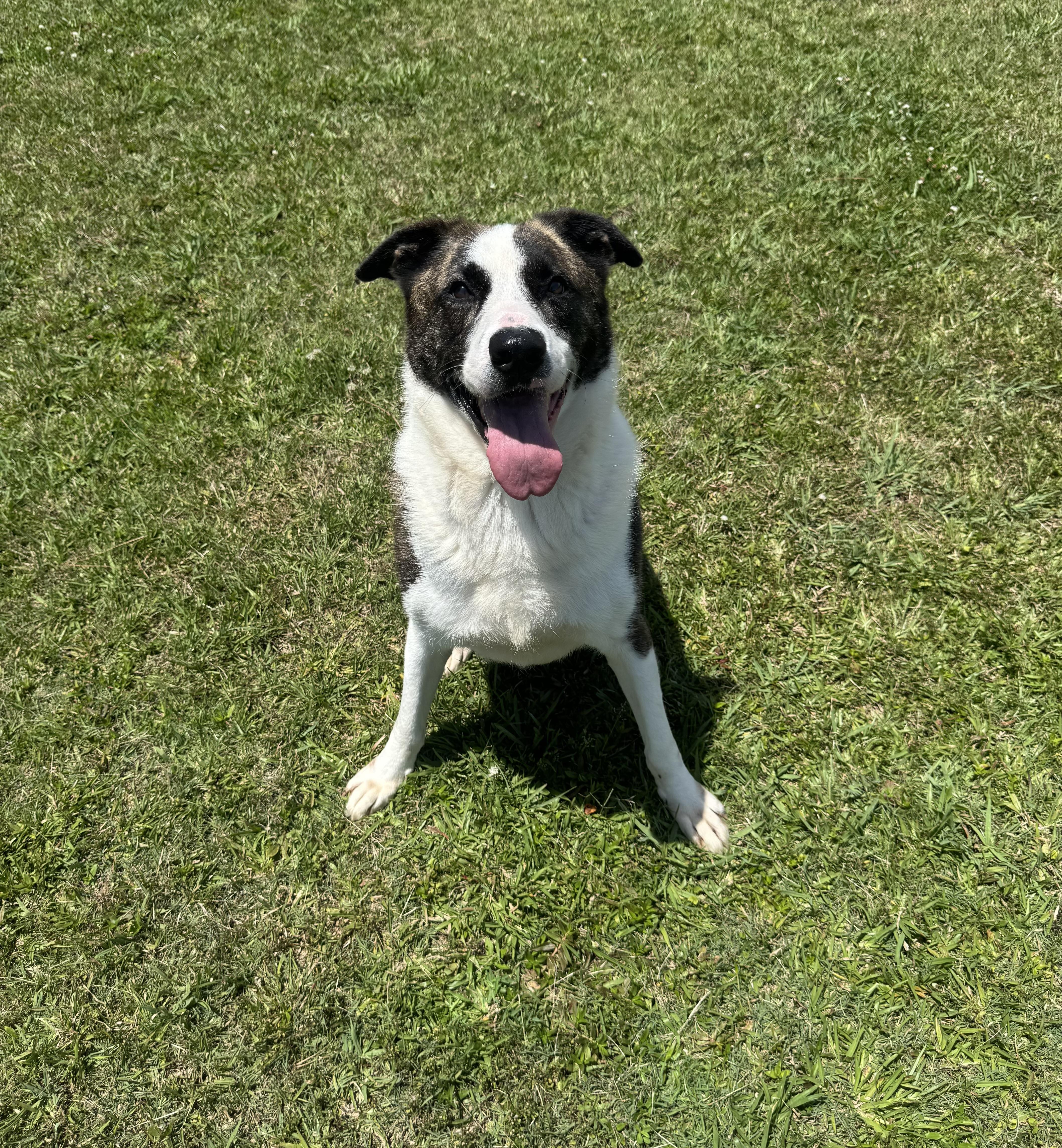 An adult large-sized male Brindle Mixed Breed dog named Jax for adoption in Myrtle Beach, SC