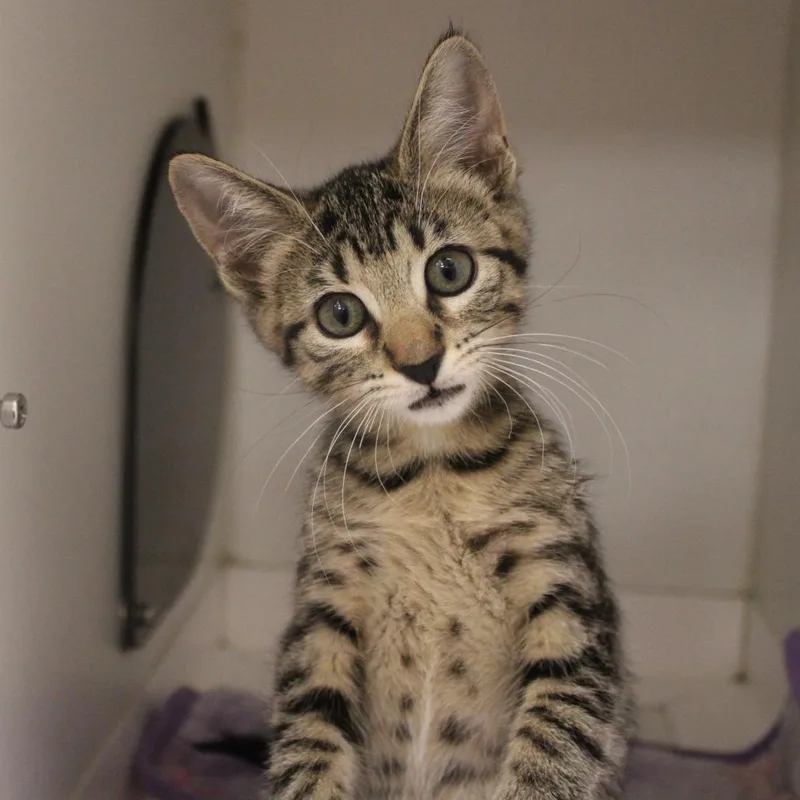 A baby small-sized female Domestic Short Hair cat named Meadow for adoption in Champaign, IL