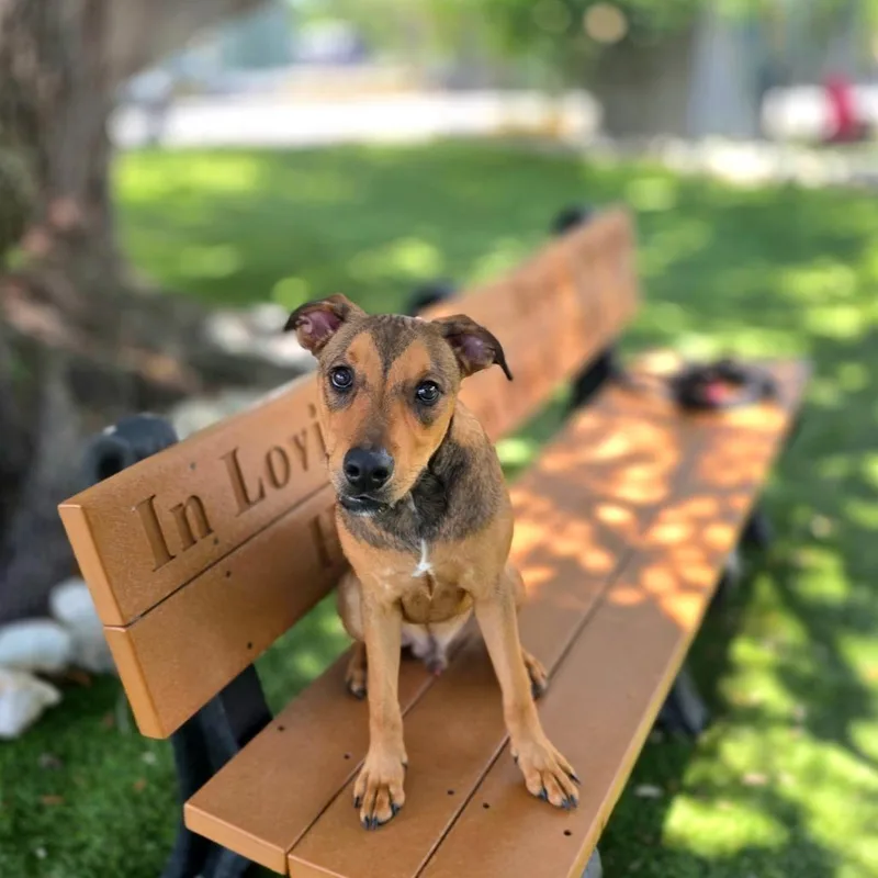 Roscoe thumbnail 2