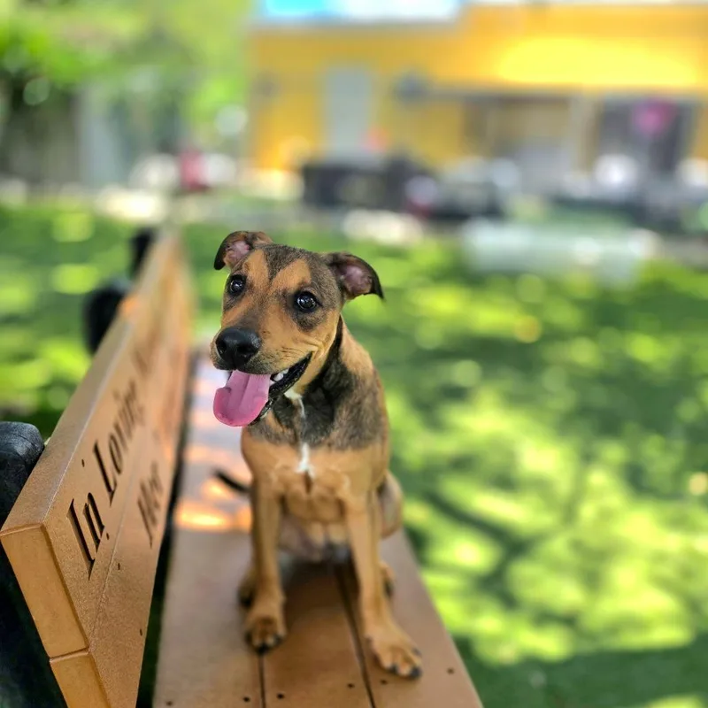 Roscoe thumbnail 4
