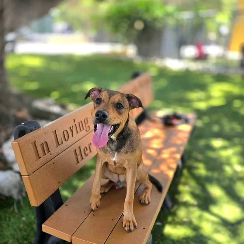 Roscoe thumbnail 6