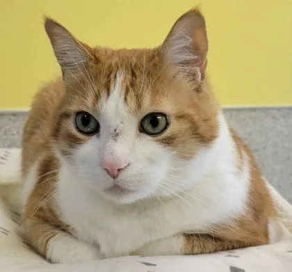 An adult extra large-sized male Domestic Short Hair cat named Gordy for adoption in Eugene, OR