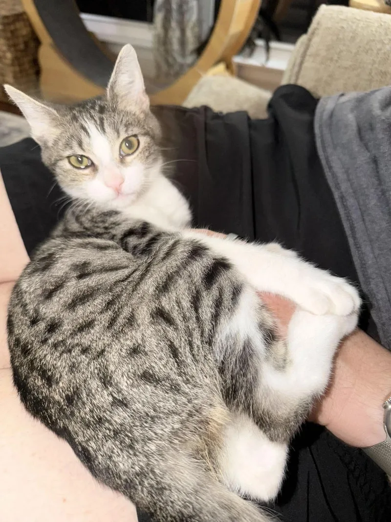 A baby medium-sized male Tabby (Gray / Blue / Silver) Tabby cat named Amazing Bellamy for adoption in Burlington, NC