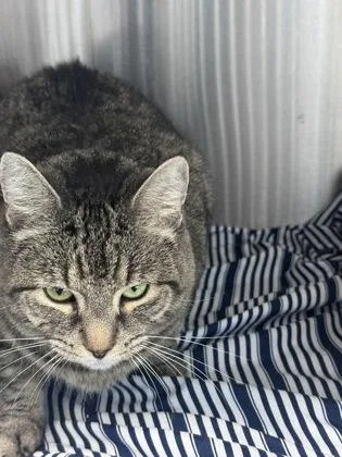 A senior medium-sized female Domestic Short Hair cat named Stoney for adoption in West Chester, PA