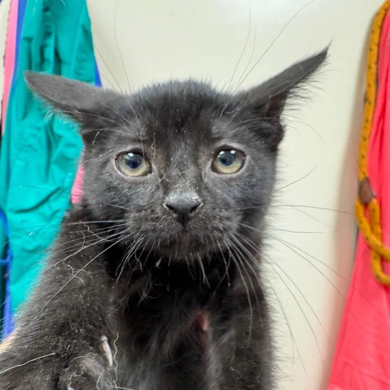 A baby small-sized female Black Domestic Short Hair cat named Debra for adoption in Pekin, IL