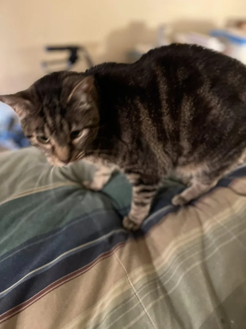 An adult medium-sized female Tabby (Brown / Chocolate) Domestic Short Hair cat named Sister Courtesy Listing...contact Owner for adoption in Frisco, TX
