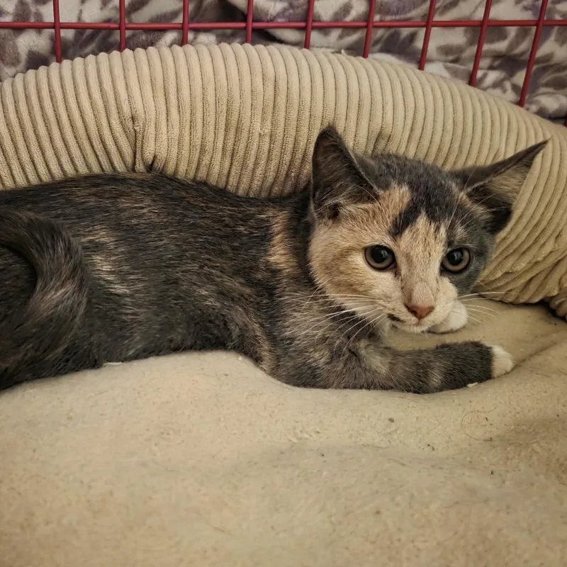 A baby small-sized female Tortoiseshell Domestic Short Hair cat named PB Swirl for adoption in Madison, WI
