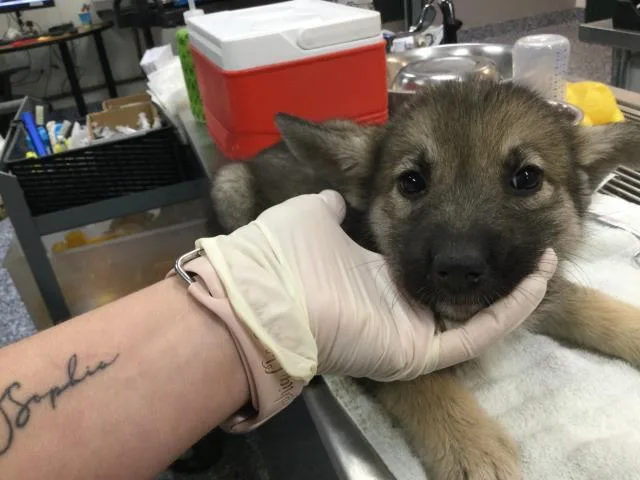 A baby small-sized female Siberian Husky dog named Luz for adoption in Thousand Palms, CA
