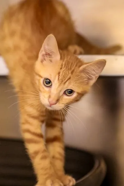 A baby small-sized female Domestic Short Hair cat named Luna for adoption in Dothan, AL