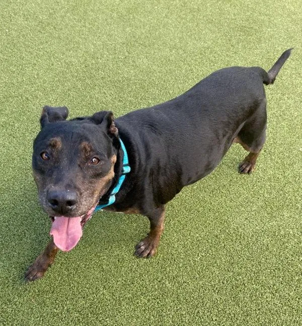 A senior large-sized female Labrador Retriever dog named Miss Pretty for adoption in Austin, TX