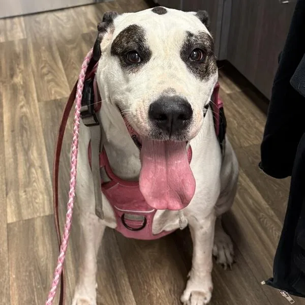 An adult extra large-sized female Bullmastiff dog named Demi for adoption in San Diego, CA