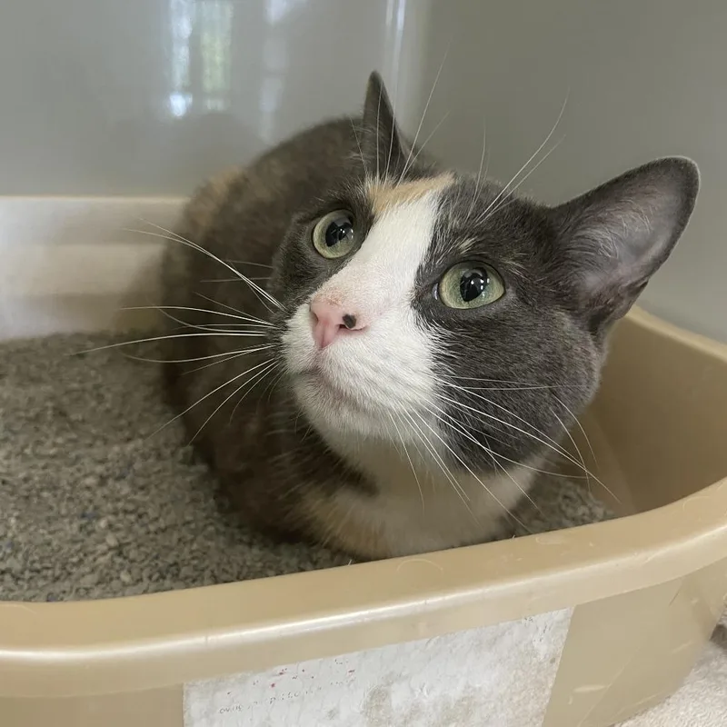 An adult medium-sized female Calico Domestic Short Hair cat named Zoo Zoo for adoption in Saint Charles, MO