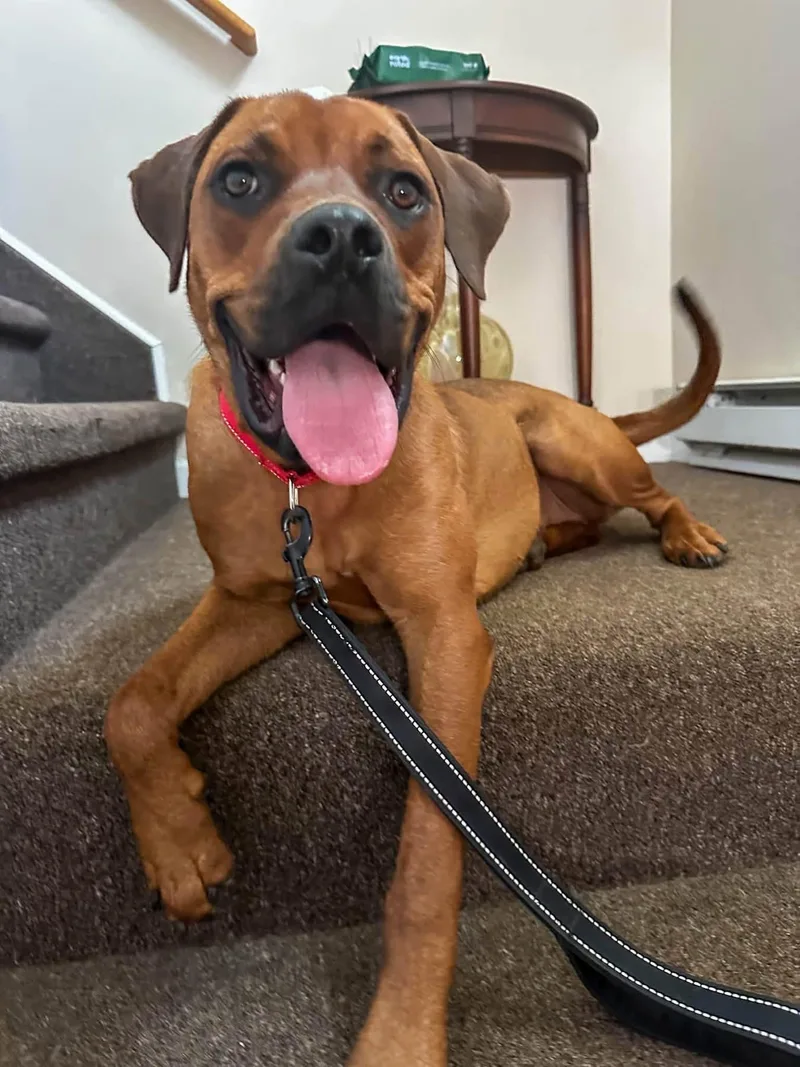 A young medium-sized female Boxer dog named Raven for adoption in Highland, NY