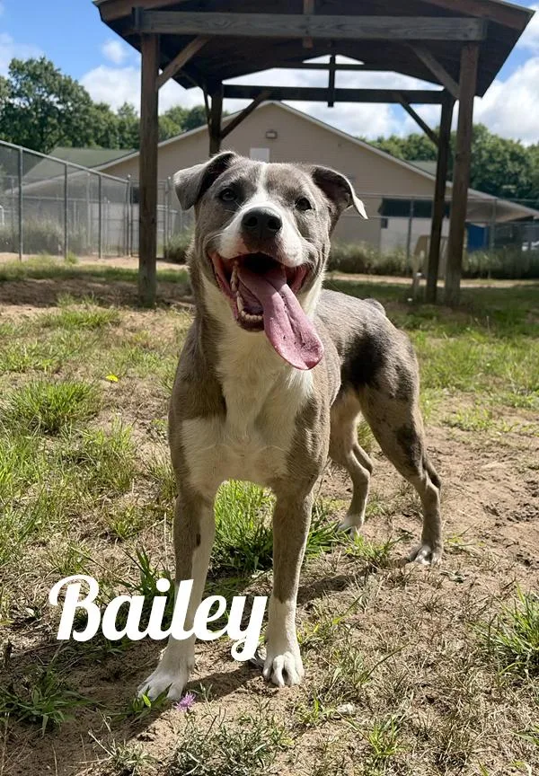 Bailey
