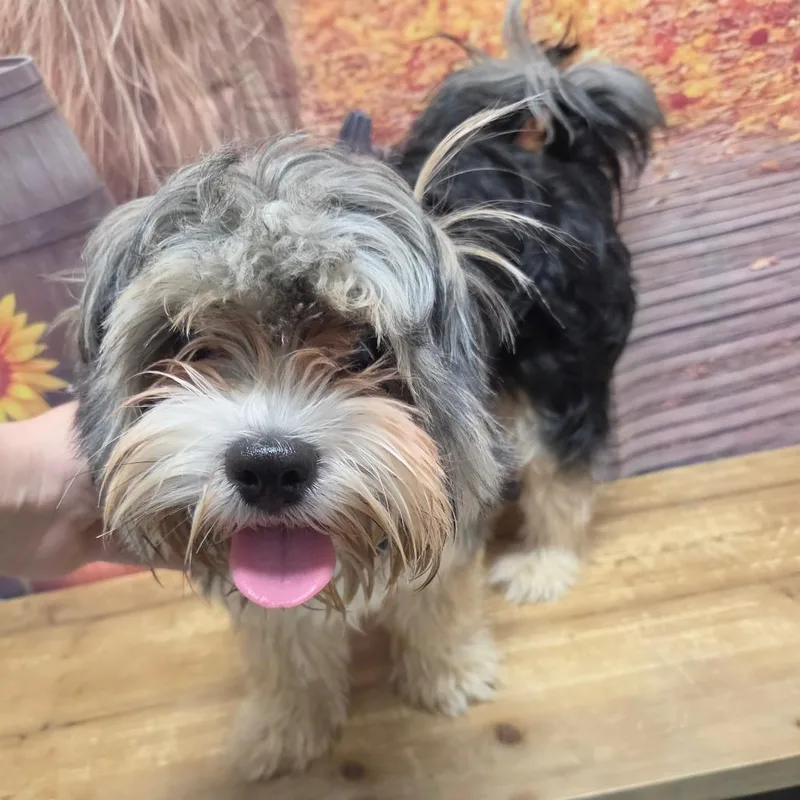 A young small-sized male Black Shih Tzu dog named Teddy for adoption in Normal, IL