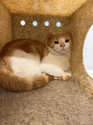An adult large-sized male Domestic Short Hair cat named Neptune for adoption in Lafayette, IN