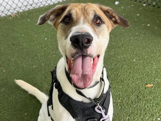 An adult large-sized male Foxhound dog named Jett for adoption in Tavares, FL