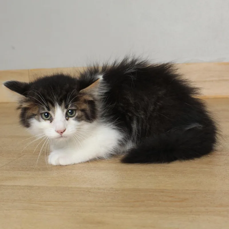 A baby small-sized male Brown / Chocolate Domestic Medium Hair cat named Relish C for adoption in Minnetonka, MN