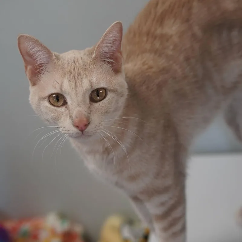 A young medium-sized male Buff / Tan / Fawn Domestic Short Hair cat named Leo for adoption in Naperville, IL