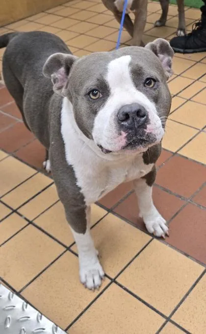 An adult medium-sized female Terrier dog named Hanna for adoption in Gainesville, FL
