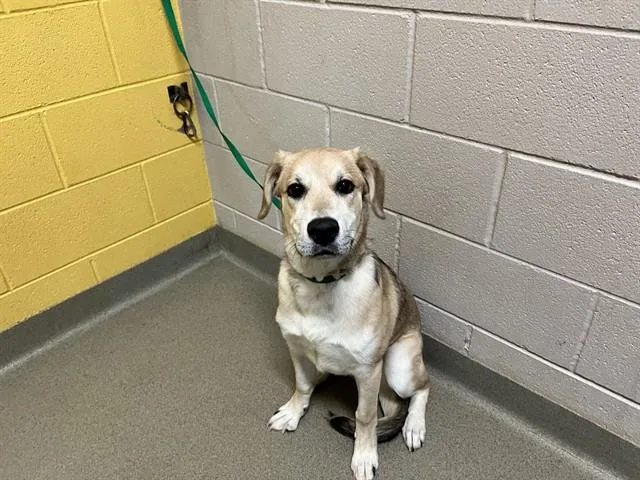 A young medium-sized male Siberian Husky dog named Apollo for adoption in Colorado Springs, CO