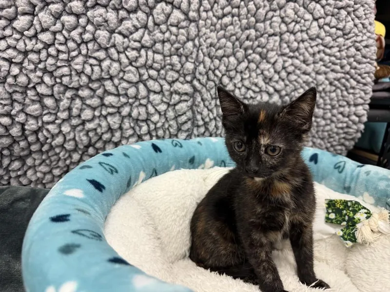 A baby medium-sized female Black Domestic Short Hair cat named Breezie for adoption in Richardson, TX