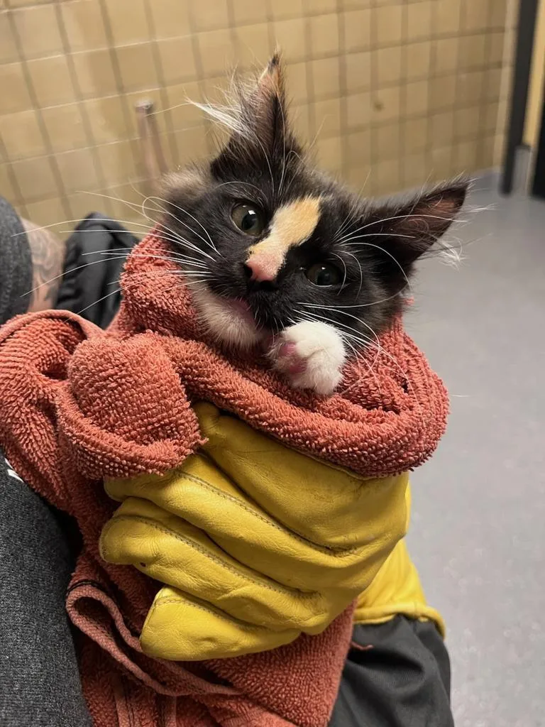 A baby large-sized female Domestic Medium Hair cat named Morticia for adoption in Greenfield, IN