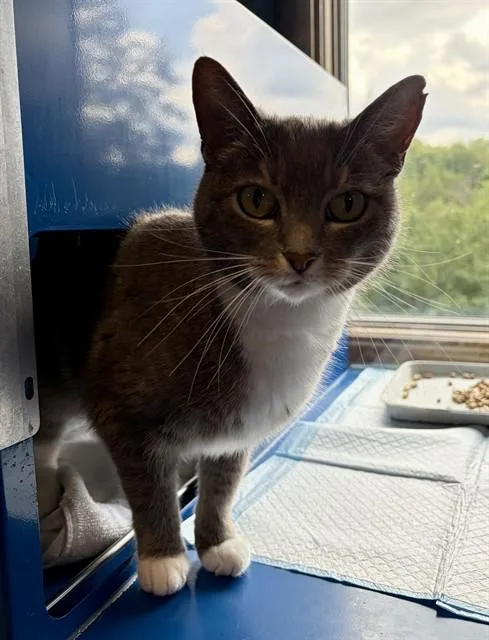 An adult small-sized female Domestic Short Hair cat named Hyacinth for adoption in Westminster, MD